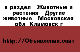  в раздел : Животные и растения » Другие животные . Московская обл.,Климовск г.